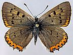 Great Grey Copper