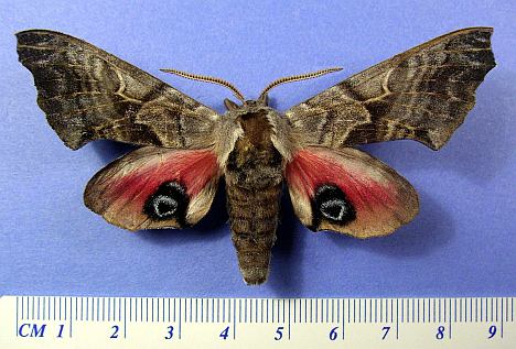 Eyed Hawkmoth Wing.  Note this specimen is slightly aberrant in that it has a white mark over the eye.