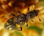 Ornate Checkered Beetle