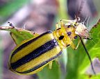 Skeletonizing Leaf Beetle