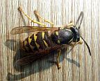 Common Aerial Yellowjacket