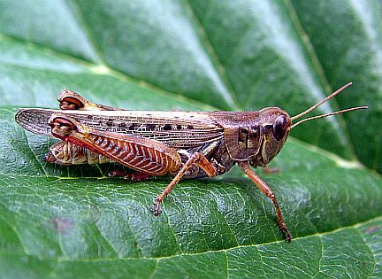 Red-legged Grasshopper