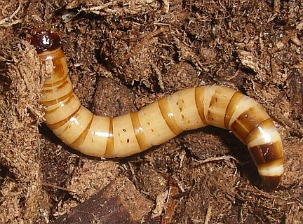 Darkling Beetle Larva