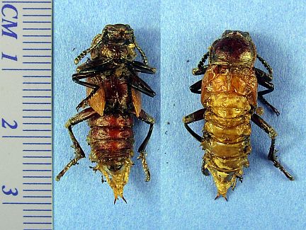A more advanced Darkling Beetle pupa - soon to emerge as an adult