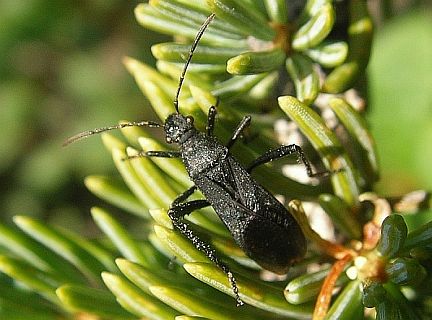 Broad-headed Bug