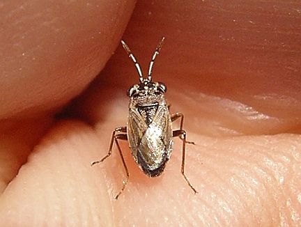 Big-eyed Bug