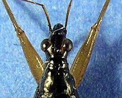 Assassin Bug Head - note U-shaped groove between eyes.