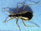 Assassin Bug