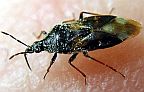 Minute Pirate Bug