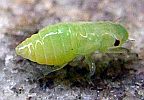 Spittlebug