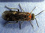 Common Sawfly