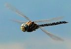 General Dragonfly Information