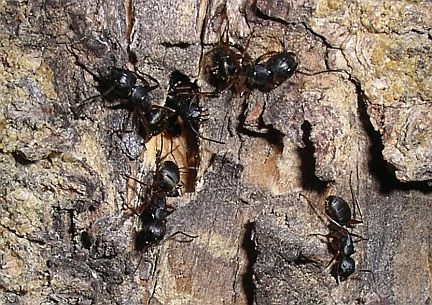 Carpenter Ants (workers and soldiers) around the entrance to their nest in a dead spruce tree.