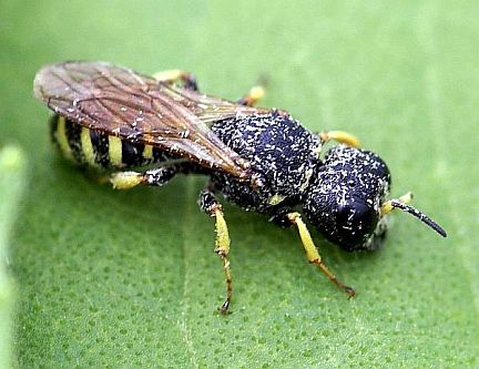 Square-headed Wasp - note flaky pale Lepidoptera (moth) scales on the head and thorax