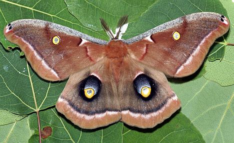 Polyphemus Moth