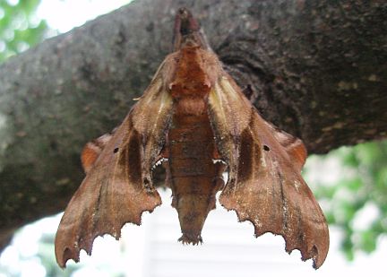 Blinded Sphinx Moth