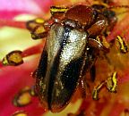 Orsodacnid Leaf Beetle