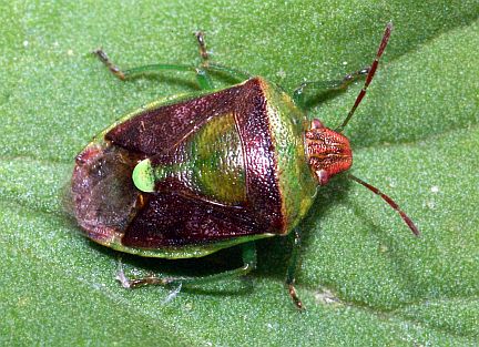 Banasa Stink Bug