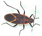 Box Elder Bug