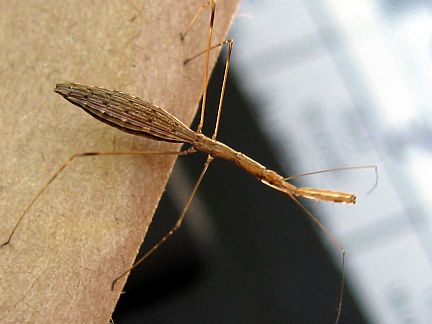 Thread-legged Bug