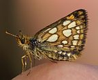 Skippers