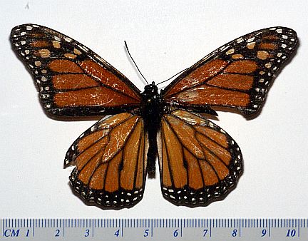 Monarch - male