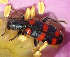 Nuttall's Checkered Beetle