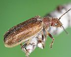 Punctate Leaf Beetle