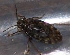 Shore Bug