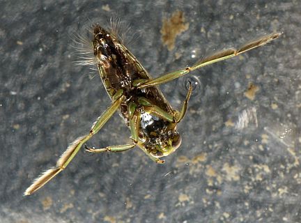 Common Backswimmer - ventral side