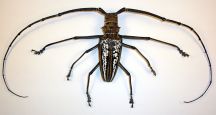 Beetle Anatomy